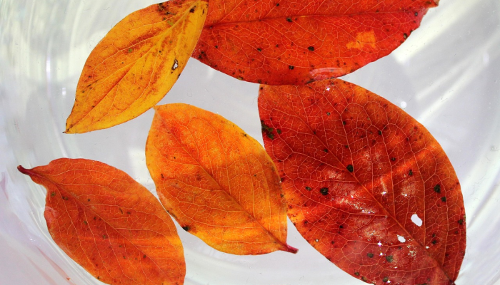 吉林疫情最新图:实时追踪与深度解析 吉林疫情最新图:实时追踪与深度解析