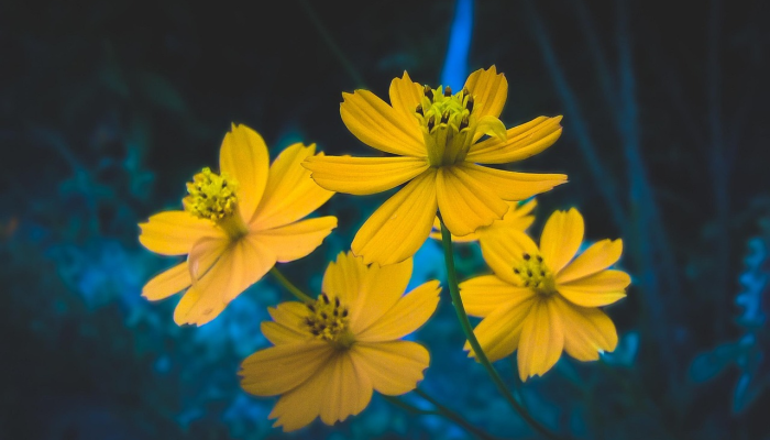 辛章疫情最新消息今天:深入了解最新动态与健康建议 辛章疫情最新消息今天:深入了解最新动态与健康建议