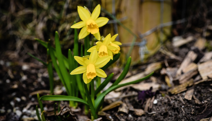 珙桐最新疫情:全面了解和应对策略 珙桐最新疫情:全面了解和应对策略