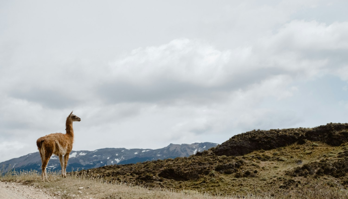 清溪疫情最新通告 清溪疫情最新通告