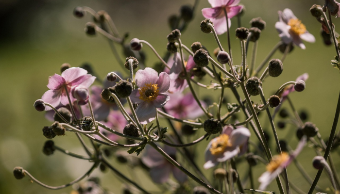 汉阴平梁最新疫情通报:防疫措施与社区生活状况 汉阴平梁最新疫情通报:防疫措施与社区生活状况
