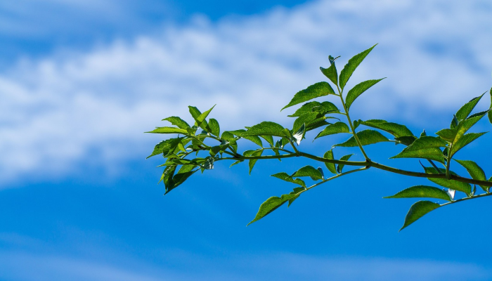 深圳疫情最新动态龙岗：精准防控与科学应对